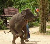 �v�[�P�b�g�@�T�t�@��